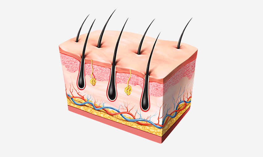 수염과 비슷한 굵기, 질감 선별